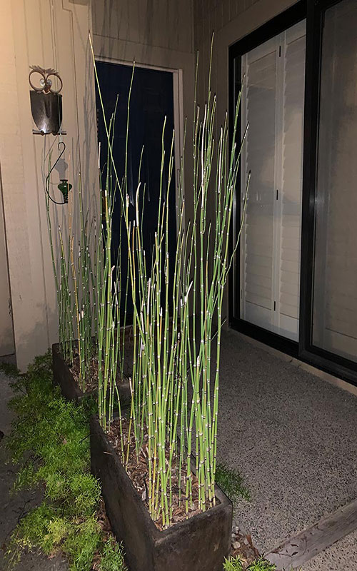 Horsetail planter