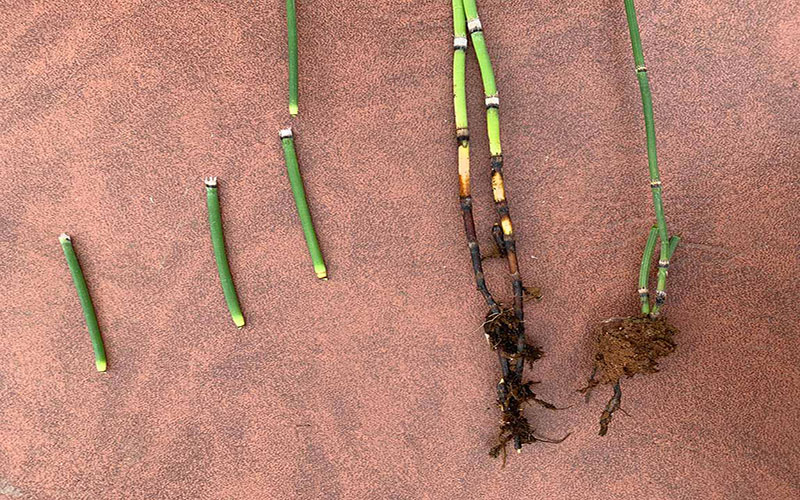 horsetail rhizomes