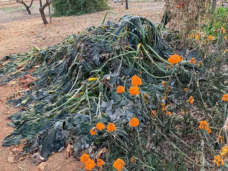 Dead Squash Marigold