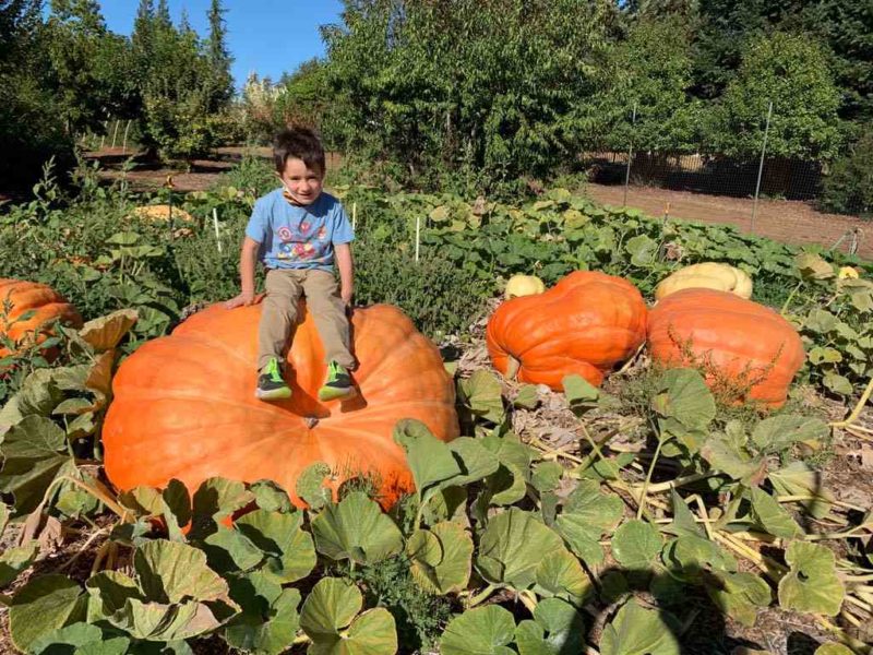 The Giant Pumpkin Patch