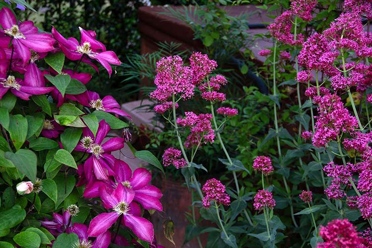 clematis centranthus